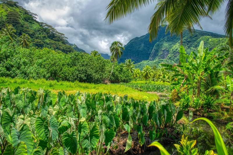 Bornage judiciaire après empiètement illicite d'une clôture sur sa parcelle à Tahiti en Polynésie française